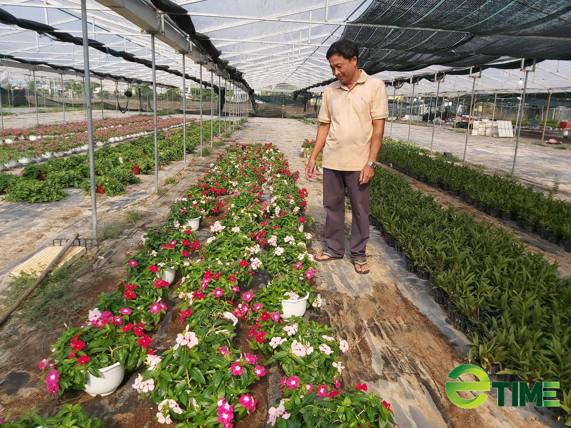 Quảng Nam: Được Agribank tiếp vốn, nhiều nông dân mạnh dạn vay vốn làm ăn thoát nghèo - Ảnh 4. Quảng Nam: Được Agribank tiếp vốn, nhiều nông dân mạnh dạn vay vốn làm ăn thoát nghèo - Ảnh 4.