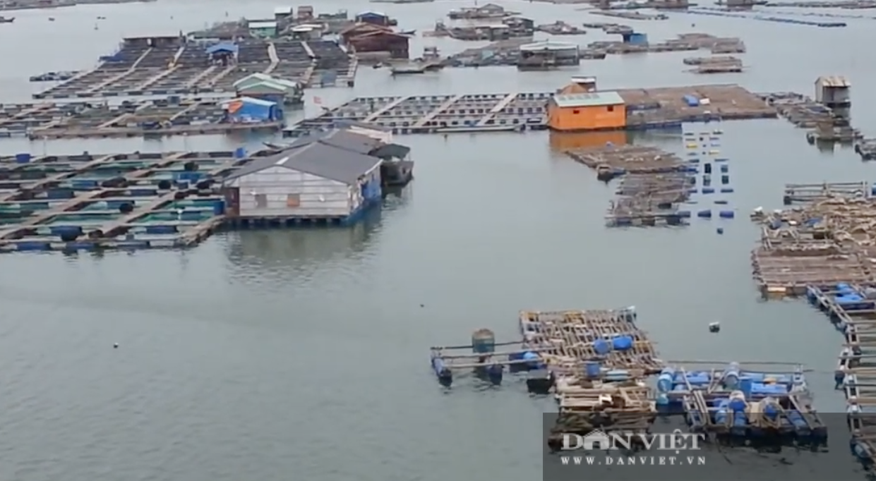 Bà Rịa – Vũng Tàu: Thương lái “mất tích”, hàng trăm hộ nuôi thủy sản “kêu cứu” - Ảnh 1.
