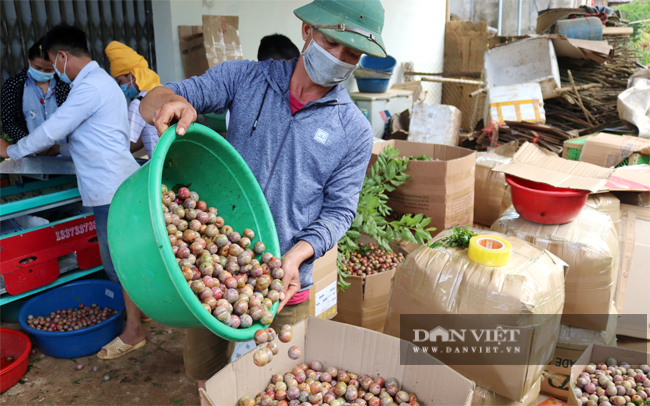 Các vùng trồng mận hậu khắp tỉnh Sơn La đang bước vào đầu mùa thu hoạch. Ảnh Dân Việt