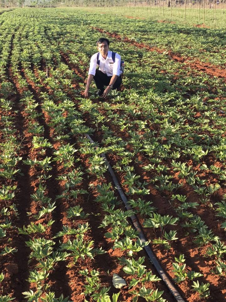 Gia Lai: Phát triển 20.000 ha dược liệu với số vốn hơn 5.000 tỷ đồng. - Ảnh 3. Gia Lai: Phát triển 20.000 ha dược liệu với số vốn hơn 5.000 tỷ đồng. - Ảnh 3.