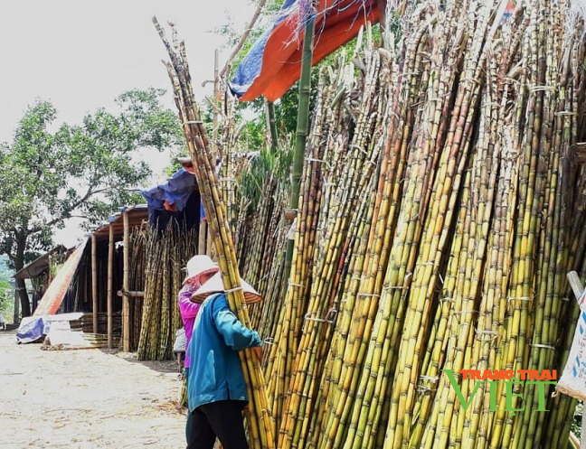 Hoà Bình: Nông dân than trời vì giá bán mía trắng ép nước rớt giá thảm - Ảnh 4. Hoà Bình: Nông dân than trời vì giá bán mía trắng ép nước rớt giá thảm - Ảnh 4.