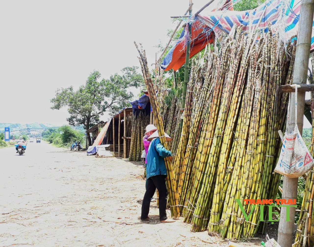 Hoà Bình: Nông dân than trời vì giá bán mía trắng ép nước rớt giá thảm - Ảnh 1. Hoà Bình: Nông dân than trời vì giá bán mía trắng ép nước rớt giá thảm - Ảnh 1.
