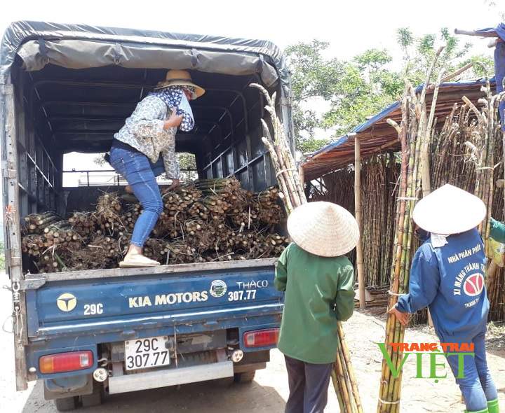 Hoà Bình: Nông dân than trời vì giá bán mía trắng ép nước rớt giá thảm - Ảnh 2. Hoà Bình: Nông dân than trời vì giá bán mía trắng ép nước rớt giá thảm - Ảnh 2.