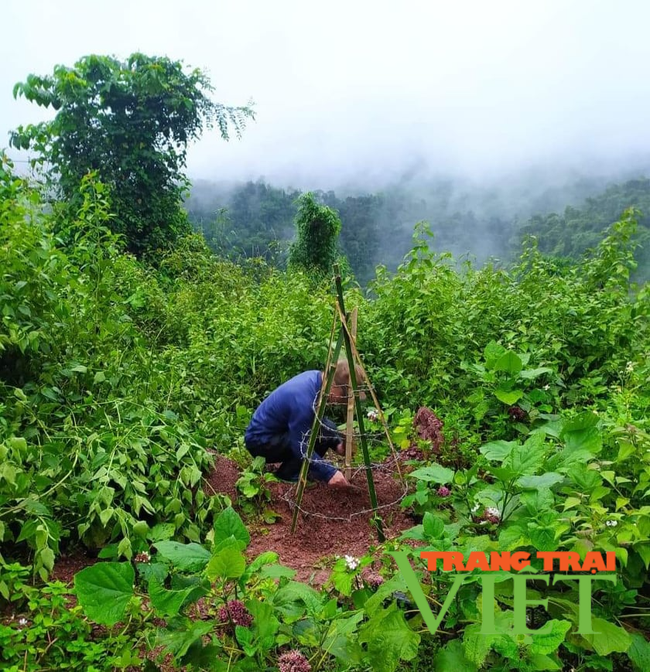 Nậm Pồ: Trồng 2.900 cây hoa ban trào mừng Tết trồng cây 2021   - Ảnh 2.