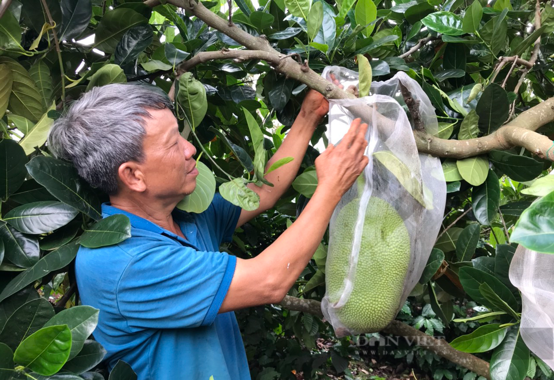 Vị đắng của... mít Thái ở  cao nguyên - Ảnh 1.