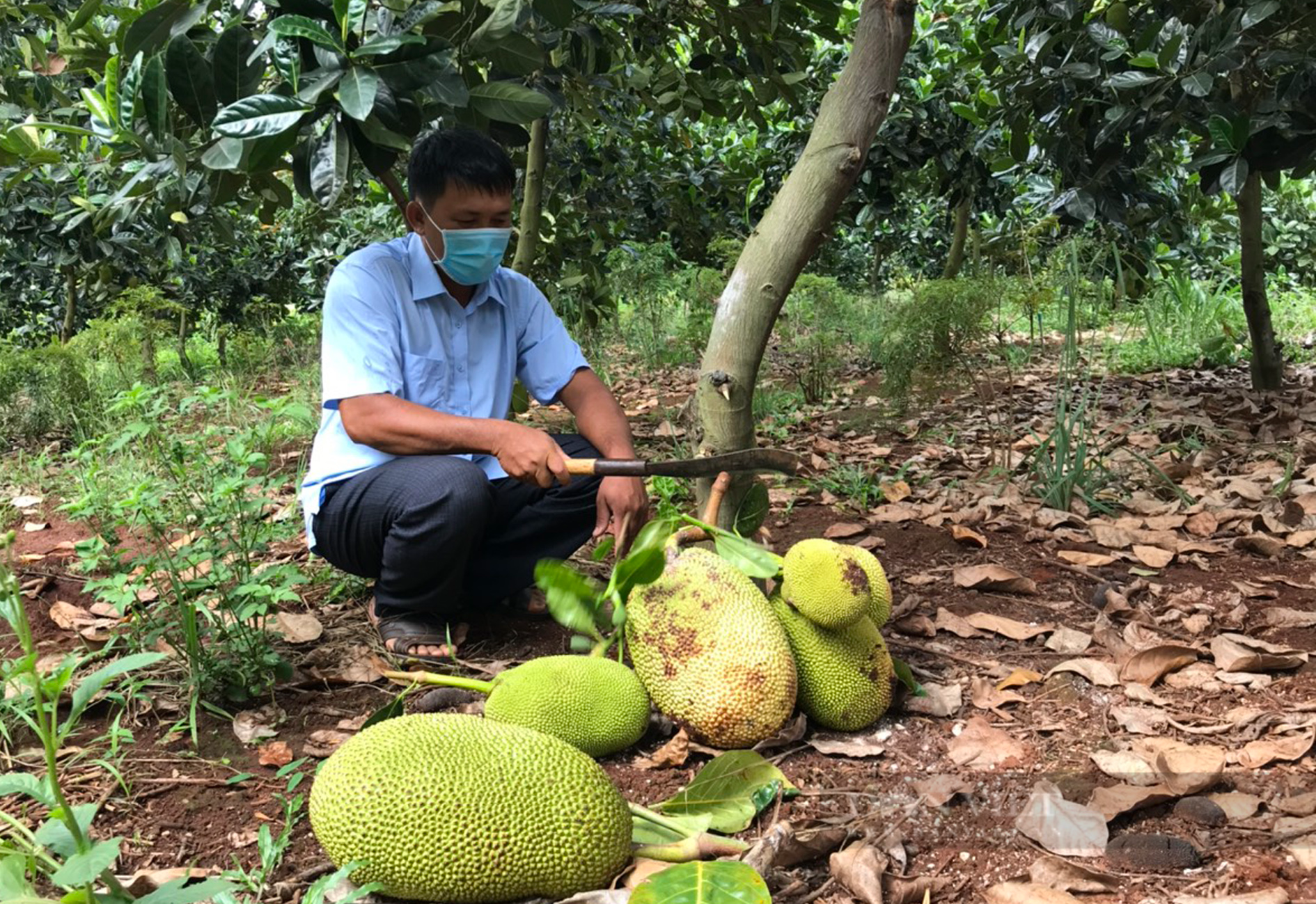 Vị đắng của... mít Thái ở  cao nguyên - Ảnh 3.
