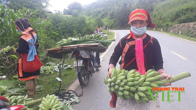 Lai Châu: Trồng chuối trên nương đồi, dân vùng này khấm khá - Ảnh 2.