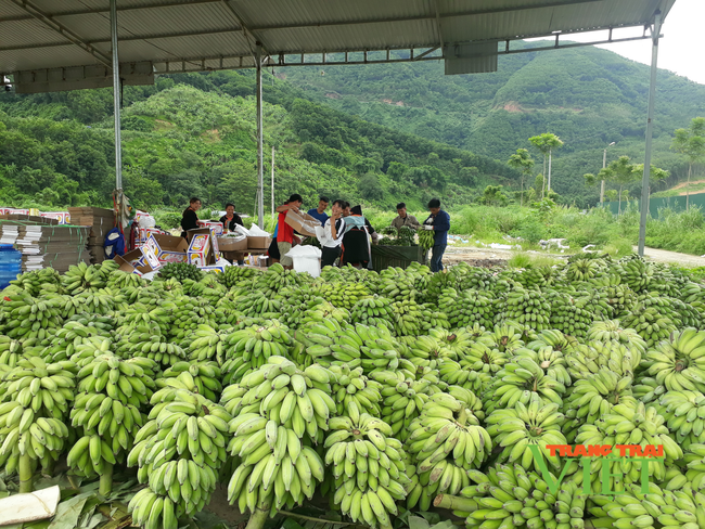 Lai Châu: Trồng chuối trên nương đồi, dân vùng này khấm khá - Ảnh 3.