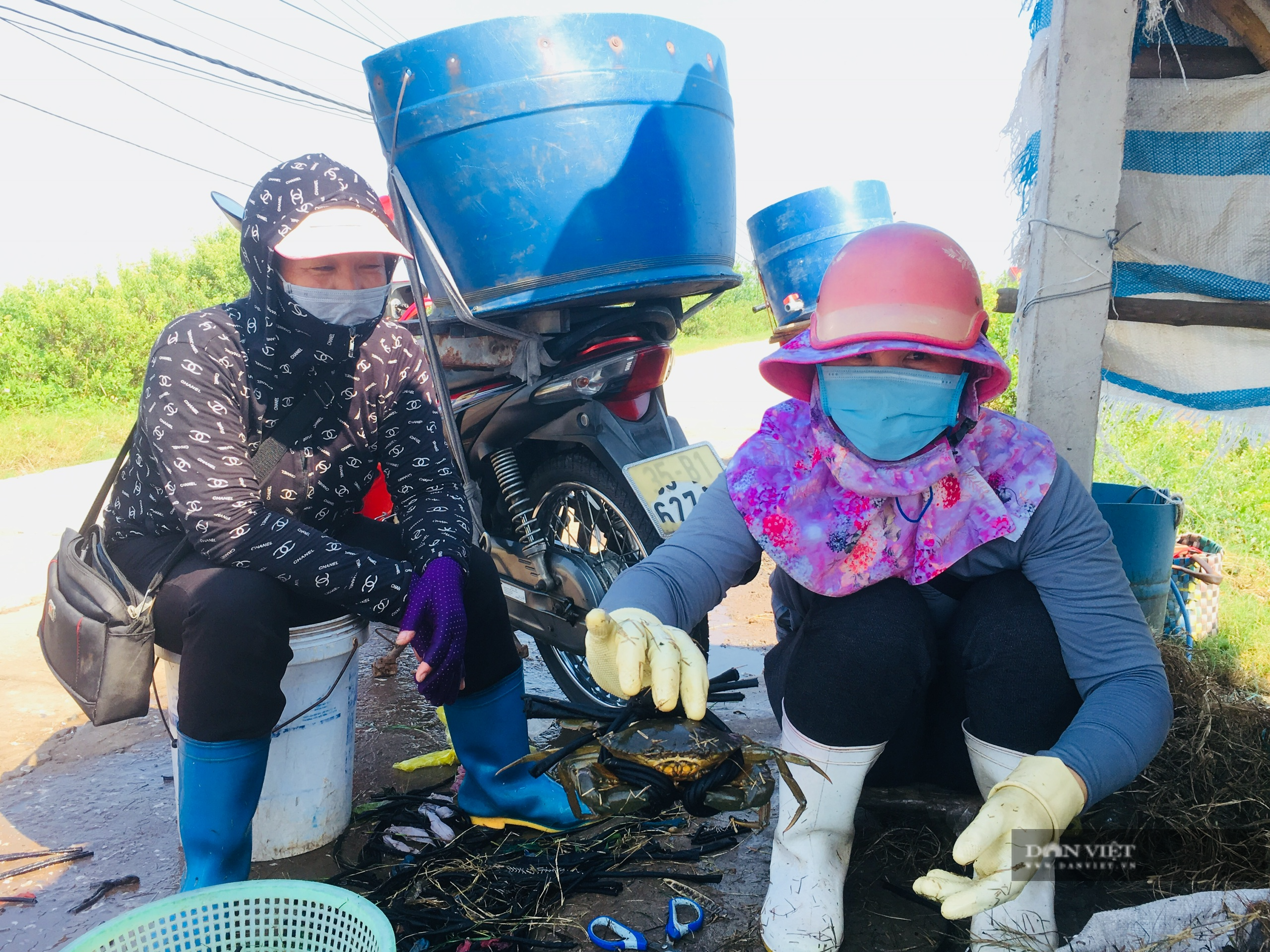 Tuyệt chiêu buộc con cua biển bằng dây vải siêu nhanh của thương lái Ninh Bình - Ảnh 2.