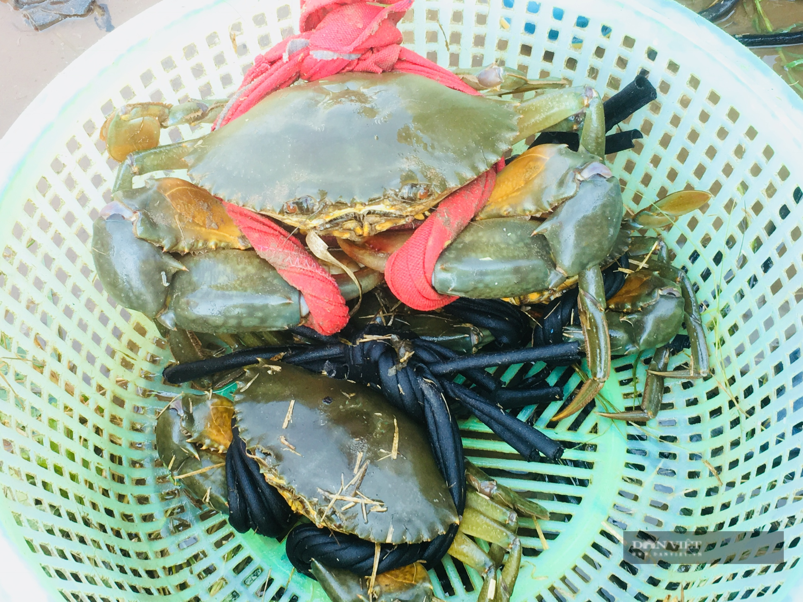 Tuyệt chiêu buộc con cua biển bằng dây vải siêu nhanh của thương lái Ninh Bình - Ảnh 6.