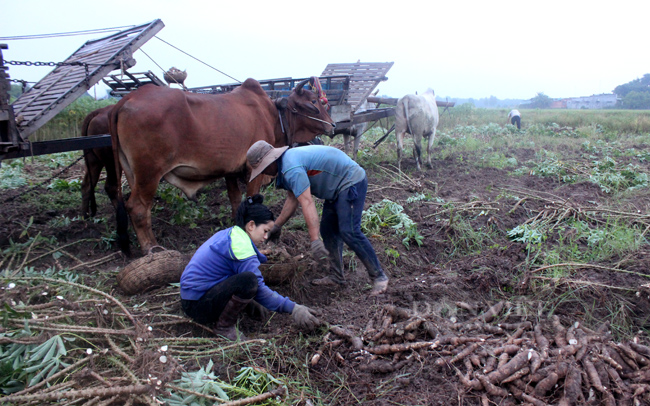 Nông dân Tây Ninh đang thu hoạch khoai mì (Ảnh: Nguyên Vỹ)