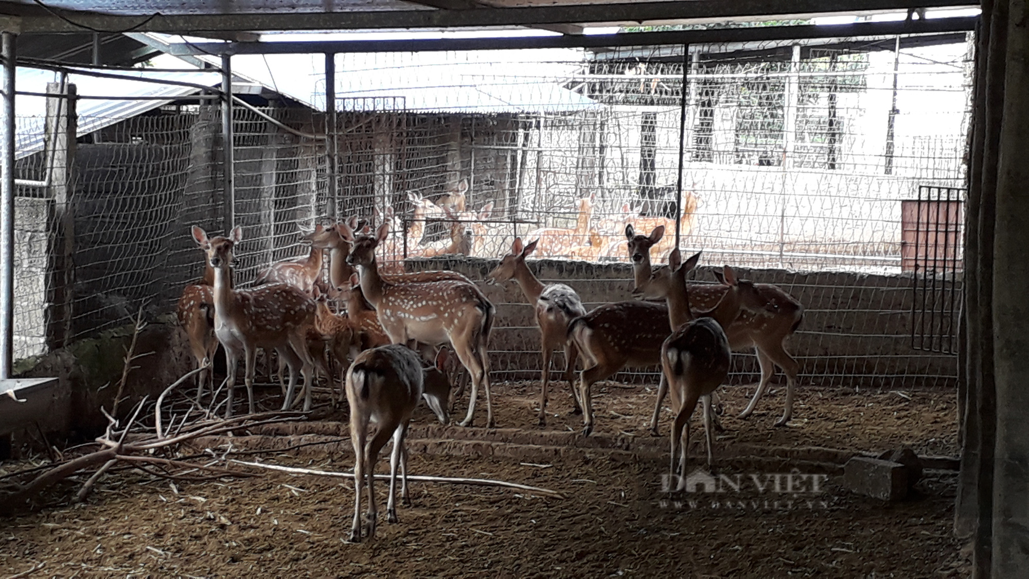 Thái Nguyên: Giảng viên nông nghiệp về hưu và niềm đam mê nghiên cứu lai tạo nhiều gen quý động vật bản địa - Ảnh 3.