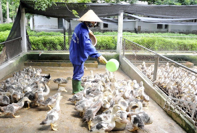 Nuôi vịt biển an toàn sinh học ở Thanh Hóa: Nông dân đảm bảo nguồn thu trong mùa dịch - Ảnh 1.