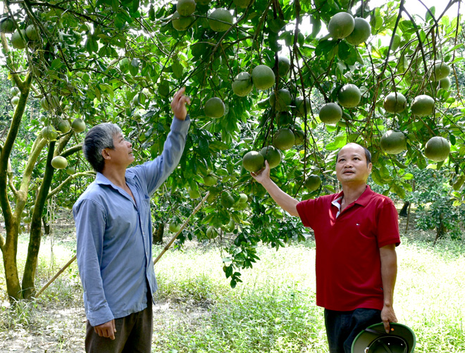 Nâng hạng cho bưởi đặc sản Yên Sơn - Ảnh 1. Nâng hạng cho bưởi đặc sản Yên Sơn - Ảnh 1.