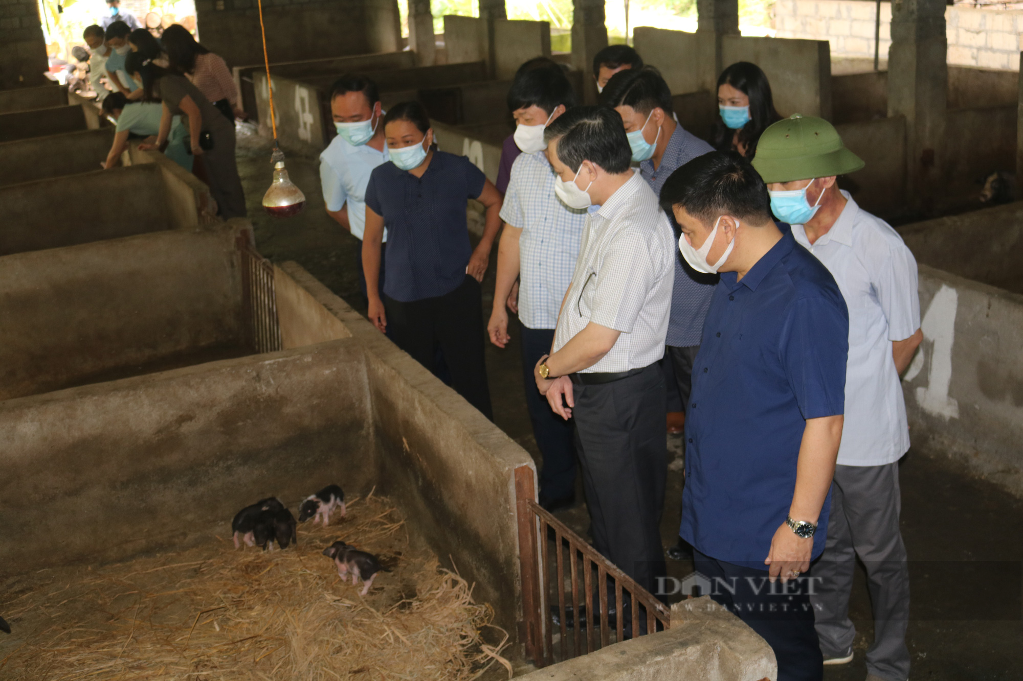 Hà Giang: Nuôi giống lợn đen đặc sản,  - Ảnh 2.