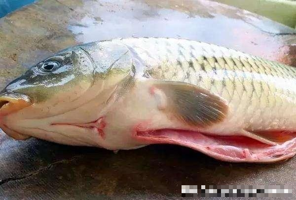 mua cá - Ảnh 5.