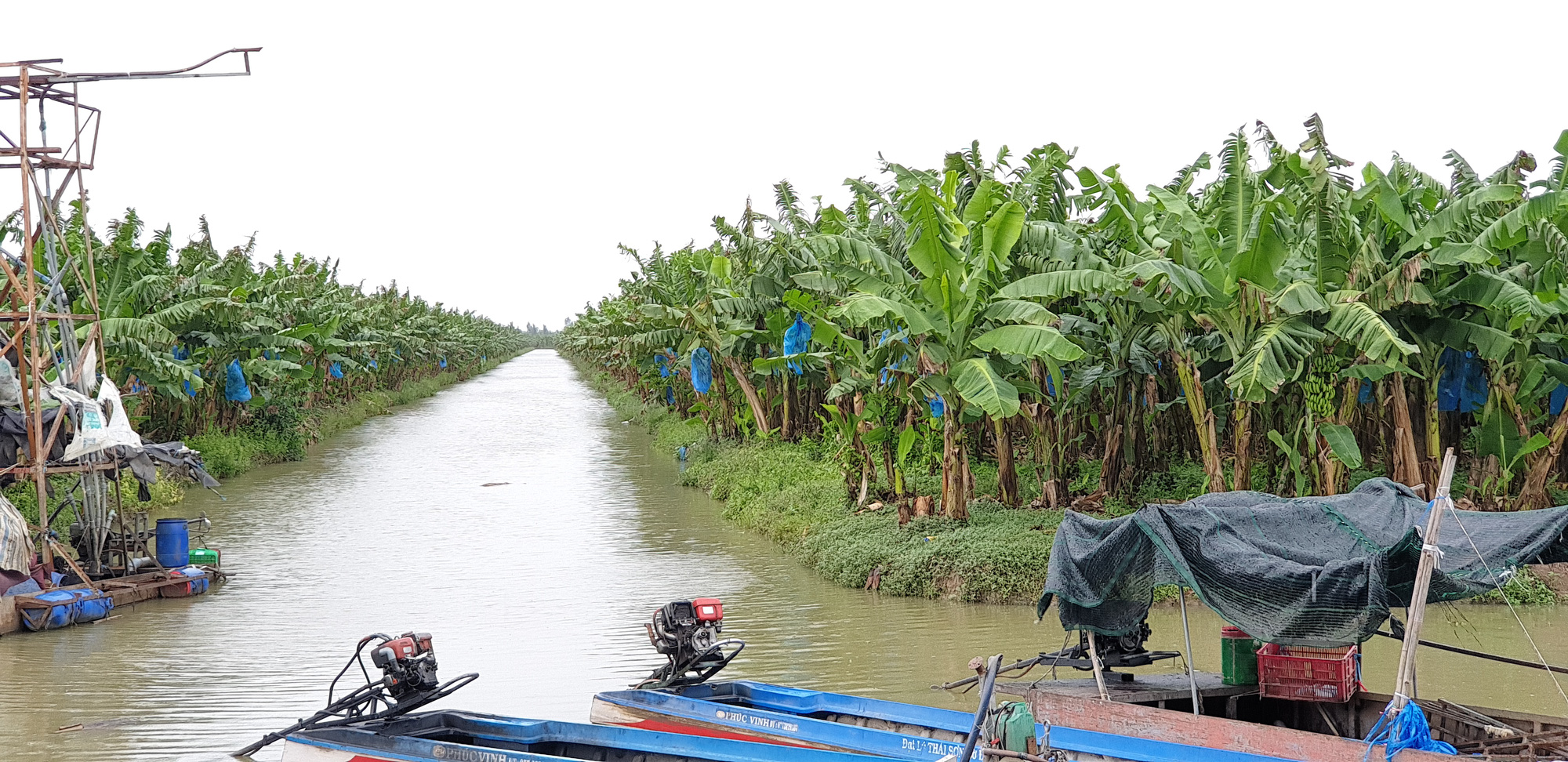 Cần Thơ: Hàng ngàn tấn nhãn chưa bán được, chuối cấy mô chín rục tại vườn không ai mua cả tháng trời - Ảnh 3.