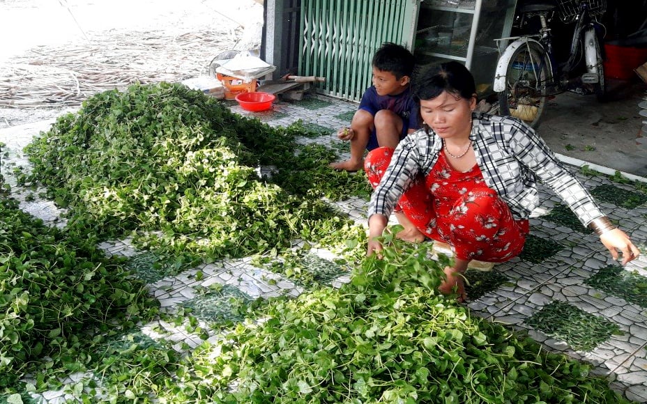 Rau má được nông dân xã Vĩnh Thanh, huyện Phước Long thu hoạch để giao cho thương lái. Ảnh Phạm Duy