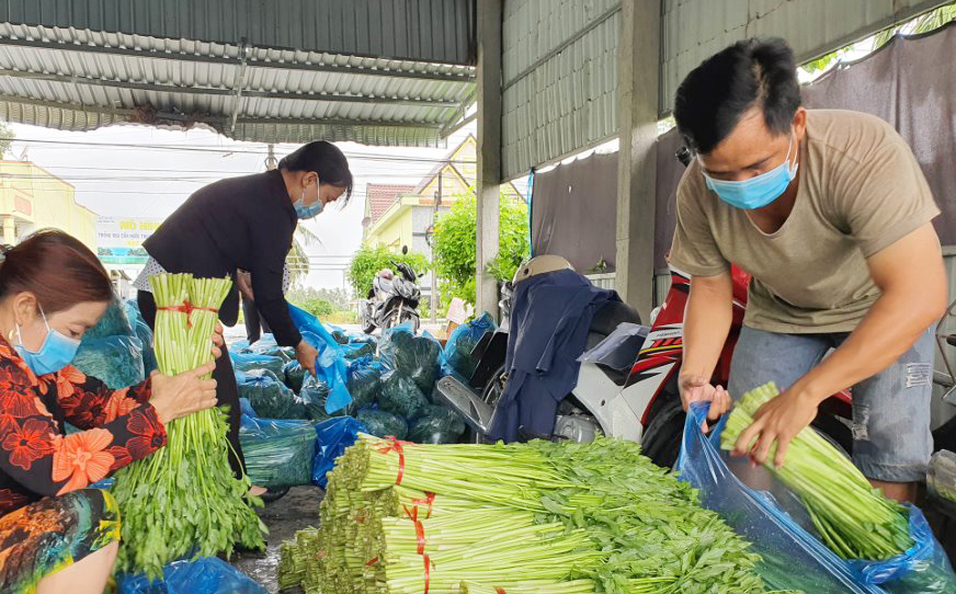 Thu hoạch nhiều mà thương lái ít, cần giải vây hàng trăm tấn rau xóa đói giảm nghèo ở Bạc Liêu  - Ảnh 6.