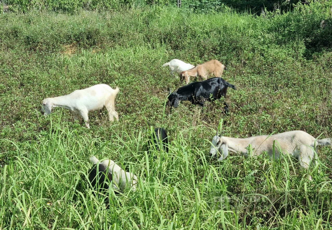 Lão nông Ninh Bình: Nuôi 50 con dê lai chăn thả tự do thu lời 100 triệu/năm - Ảnh 2.