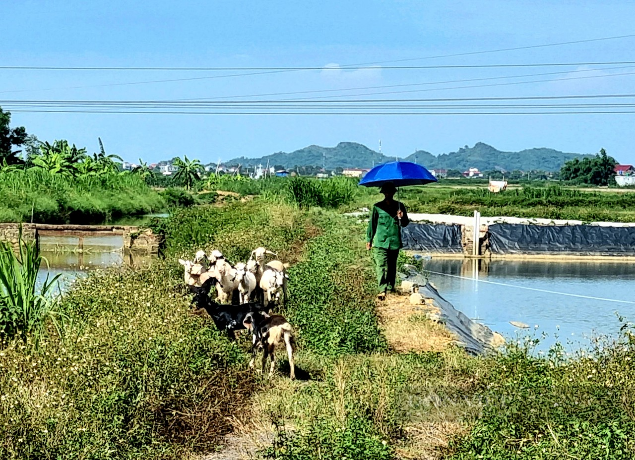 Lão nông Ninh Bình: Nuôi 50 con dê lai chăn thả tự do thu lời 100 triệu/năm - Ảnh 4.