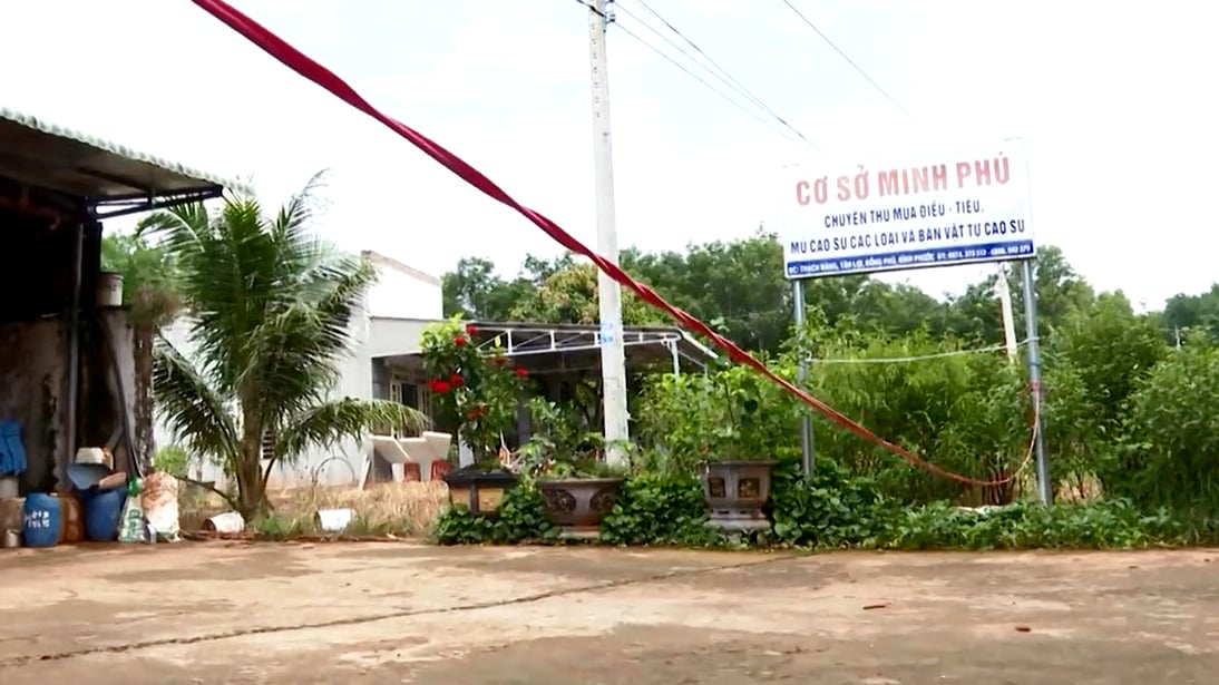 Cơ sở Minh Phú rào dây, ngưng thu mua mủ. Ảnh: Đông Kiểm