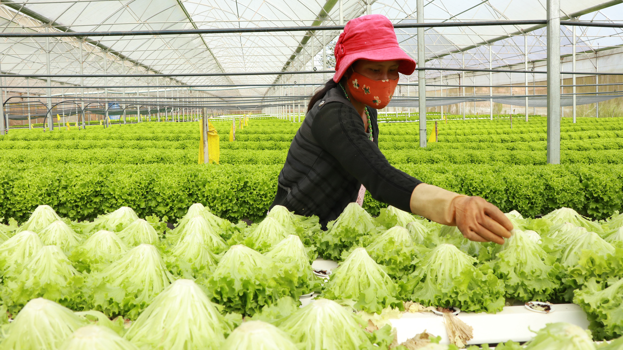Dũng “cao” nên danh với rau công nghệ cao - Ảnh 4.