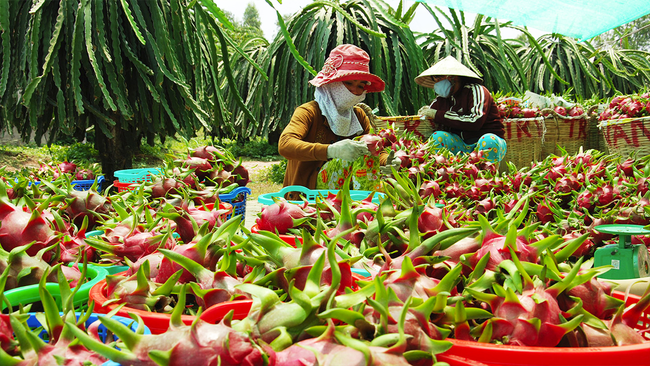 Ngành nông nghiệp bất ngờ khuyến cáo doanh nghiệp điều chỉnh kế hoạch xuất khẩu thanh long sang Trung Quốc - Ảnh 1.