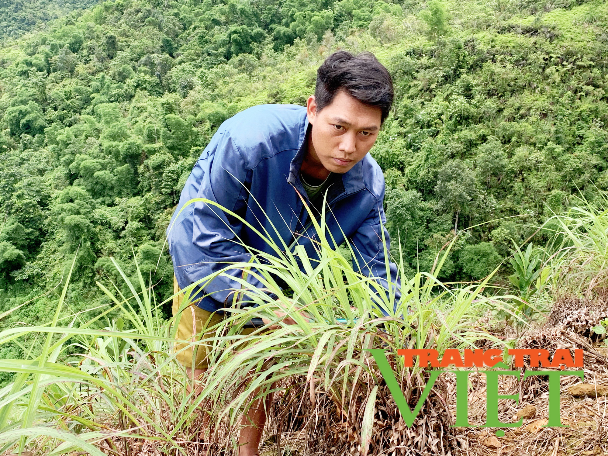 Lai Châu: Huyện Mường Tè phát triển sản xuất nông nghiệp theo hướng hàng hóa   - Ảnh 1.