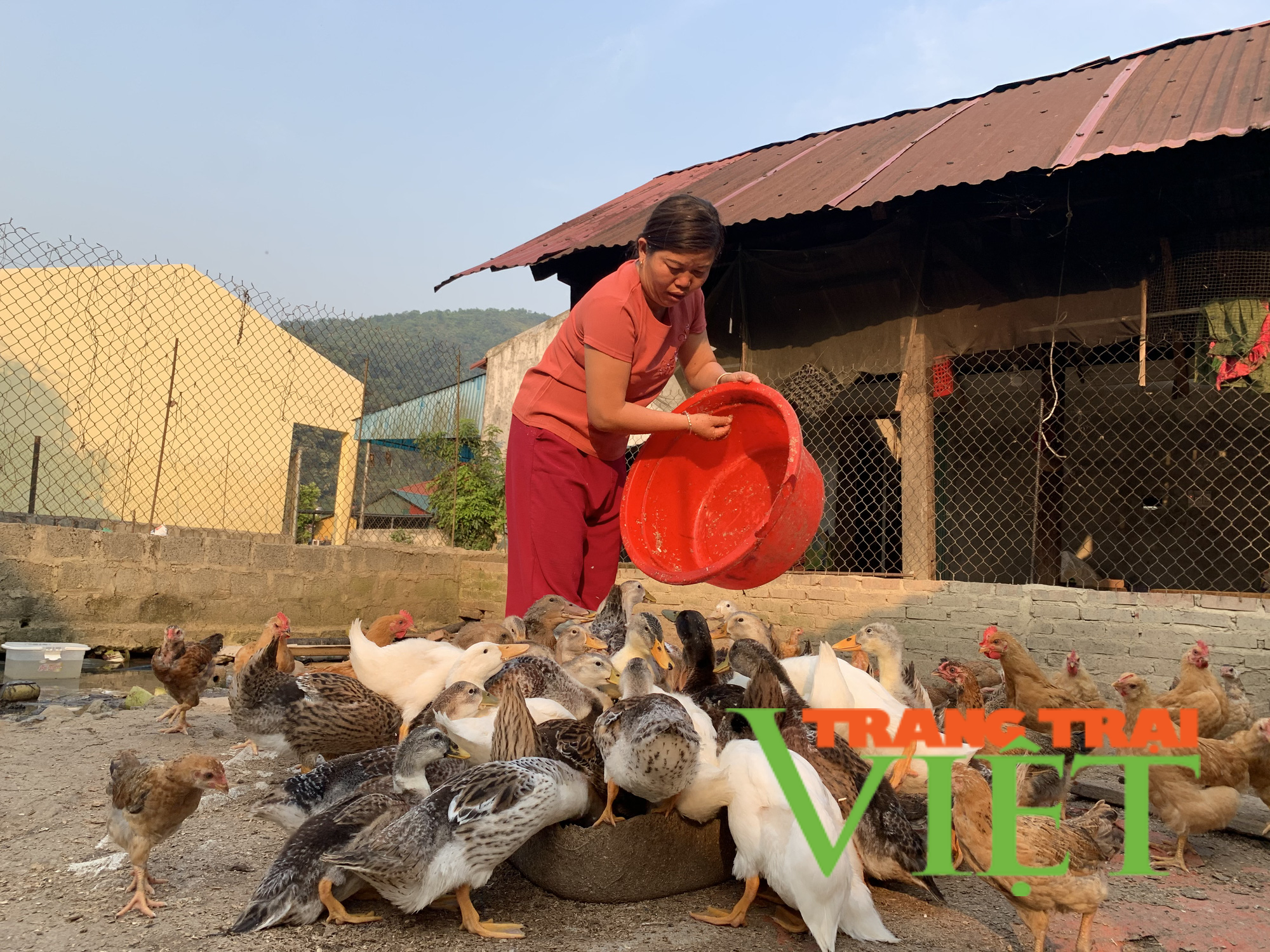 Lai Châu: Huyện Mường Tè phát triển sản xuất nông nghiệp theo hướng hàng hóa   - Ảnh 4.