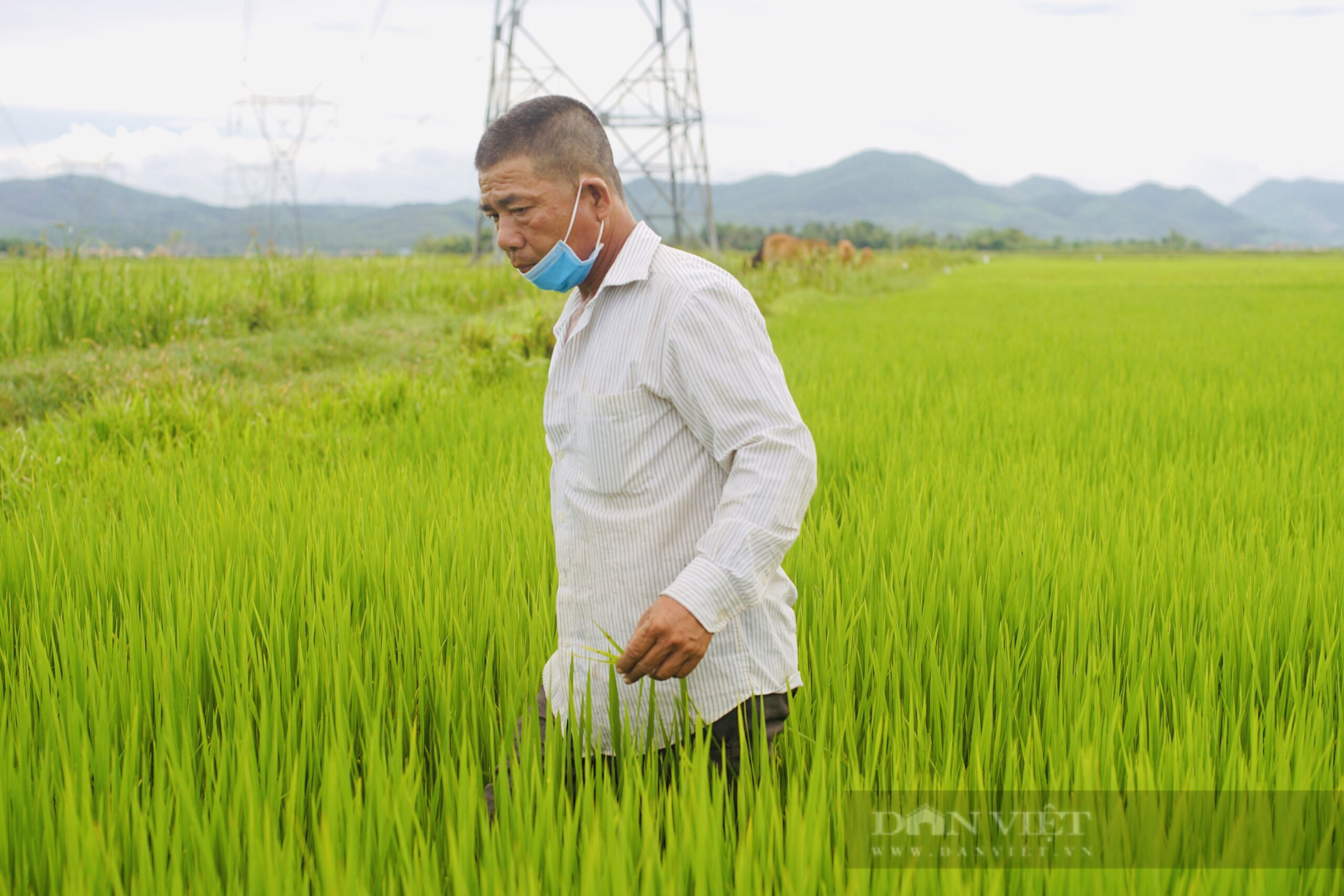 Thuê đất hoang cải tạo để trồng lúa bằng cách này, đôi vợ chồng thu về tiền tỷ mỗi năm  - Ảnh 1.