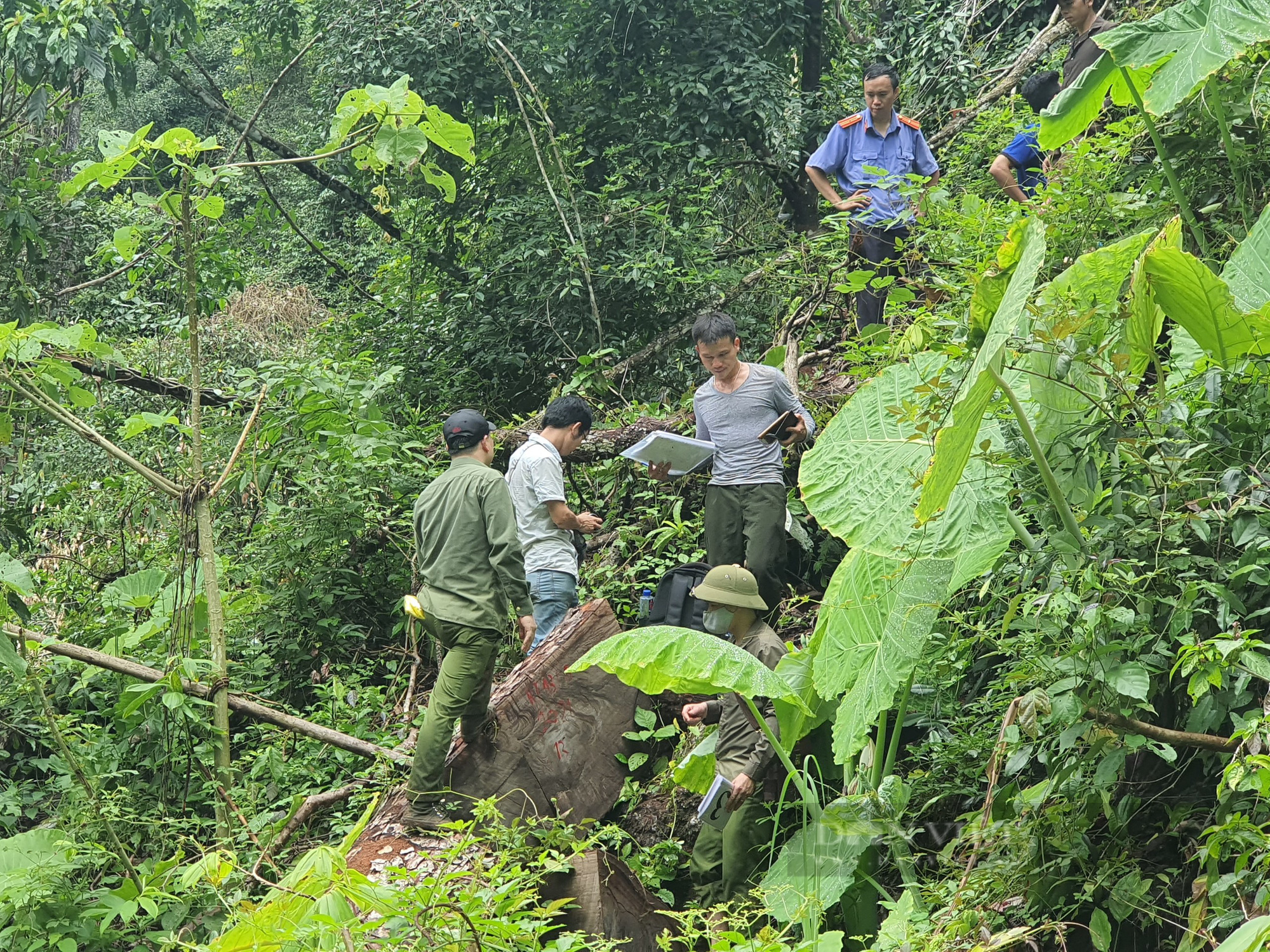 Vụ phá rừng quy mô lớn ở Hà Giang: Bắt tạm giam 5 đối tượng, tạm giữ hình sự 2 đối tượng - Ảnh 1.