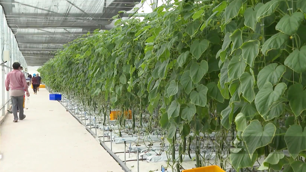 Trang trại dưa leo hữu cơ 1,7ha của công ty Agrismart TN BP ở ở huyện Chơn Thành, Bình Phước. Ảnh: Đức Hiển
