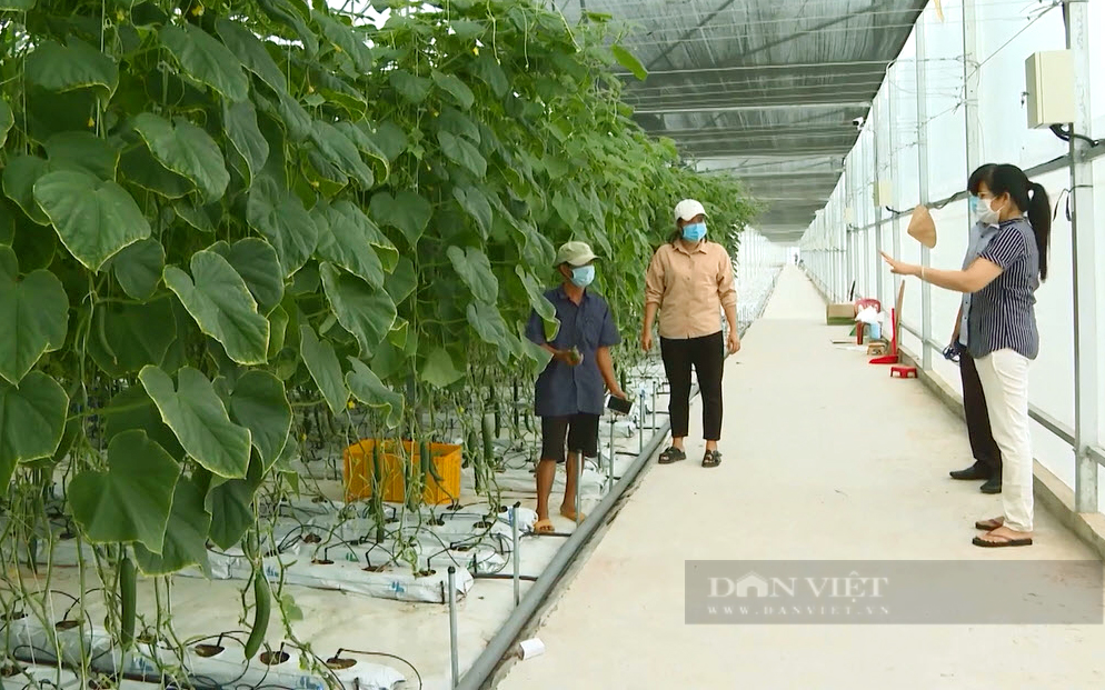 Trang trại dưa leo được trồng theo quy trình hữu cơ trong nhà kính. Ảnh: Đức Hiển