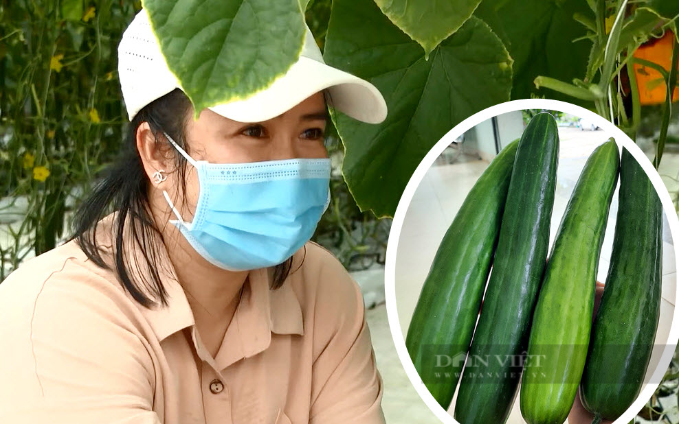 Chị Ninh bên vườn dưa leo hữu cơ của mình. Ảnh: Nguyễn Ninh
