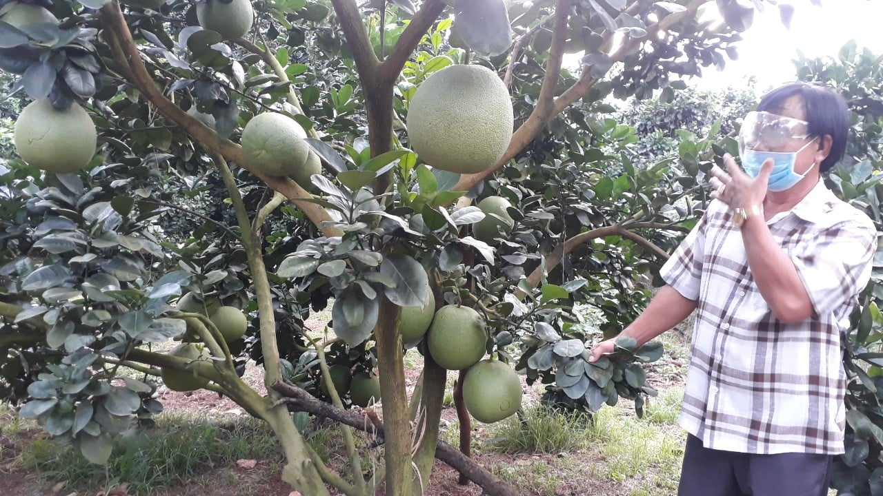 Bà Rịa – Vũng Tàu: “Giải phóng” giúp nông dân 200 tấn bưởi, còn 100 tấn vẫn chờ hái - Ảnh 1.