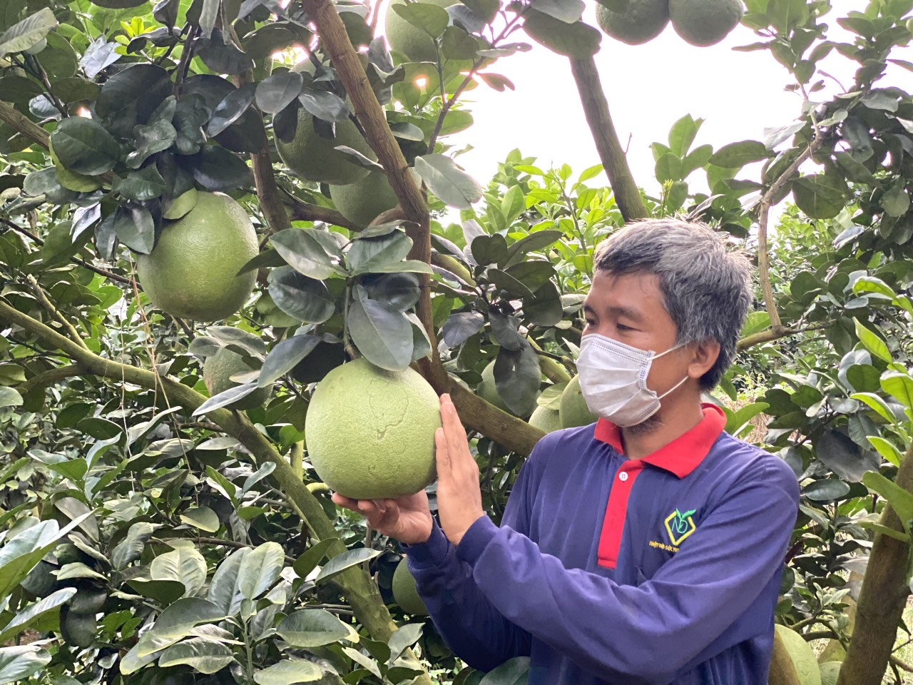 Bà Rịa – Vũng Tàu: “Giải phóng” giúp nông dân 200 tấn bưởi, còn 100 tấn vẫn chờ hái - Ảnh 2.