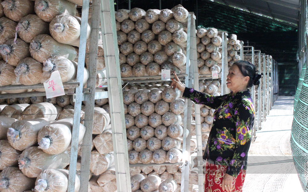 Hàng trăm ngàn bịch phôi giống nấm bào ngư ở trại nấm Tấn Hưng không thể giao được cho khách hàng. Ảnh: Nguyên Vỹ