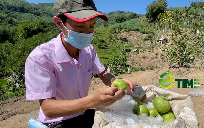 Quảng Ngãi: Mê hoặc ổi nữ hoàng trên lưng núi Nước Ta  - Ảnh 7.