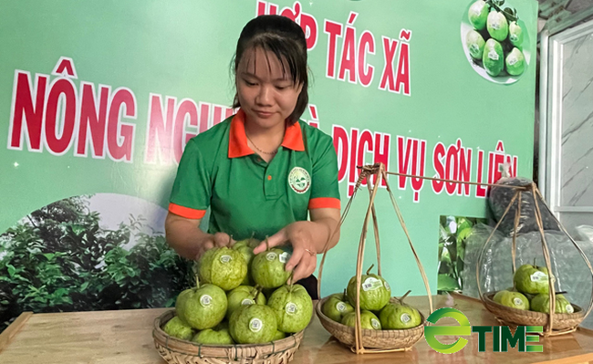 Quảng Ngãi: Mê hoặc ổi nữ hoàng trên lưng núi Nước Ta  - Ảnh 9.