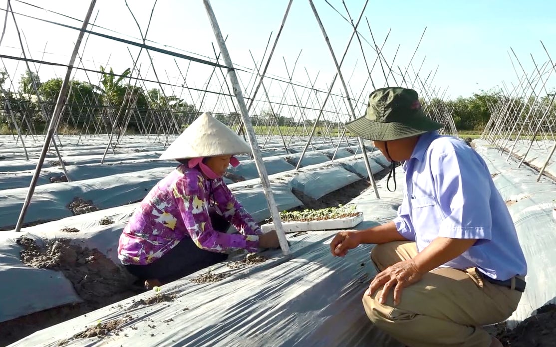 Theo bà Anh, nhưng dụng cụ như cây tầm vông, lưới, cước... để làm giàn leo, giờ đây rất ít người bán. (Ảnh minh họa: Nguyên Vỹ)