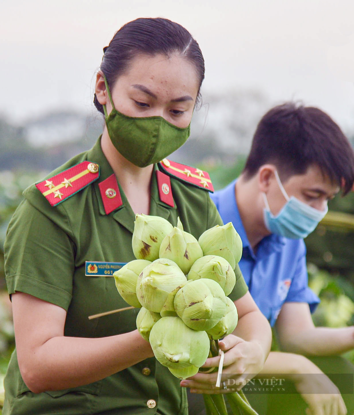 Hà Nội: Hình ảnh đẹp về lực lượng công an lội bùn, đội nắng giúp người dân thu hoạch sen - Ảnh 12.
