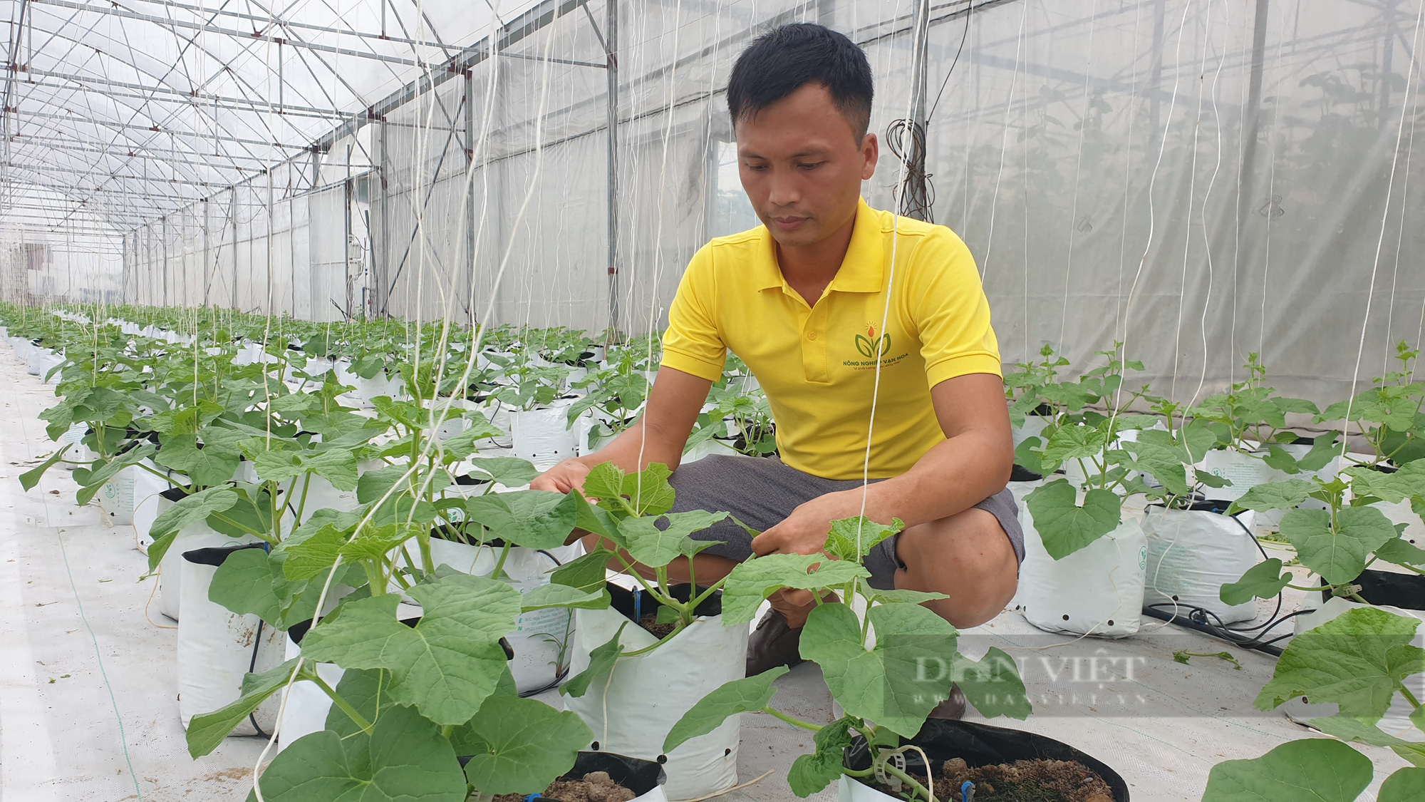 Thanh Hóa: Bỏ việc lương cao,  kỹ sư xây dựng về quê trồng dưa thu hàng trăm triệu/năm  - Ảnh 1.