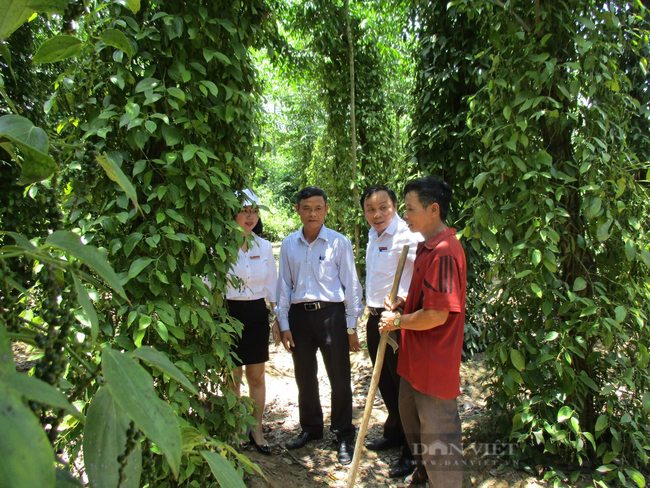 Quảng Nam: Agribank &quot;bơm&quot; hơn 10 nghìn tỷ đồng vào lĩnh vực tam nông giúp cho hàng nghìn khách hàng vươn lên - Ảnh 4.