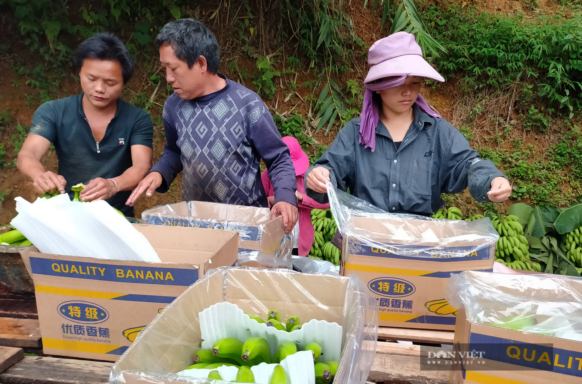Chuối Mường Khương thấp thỏm đầu ra  - Ảnh 1.