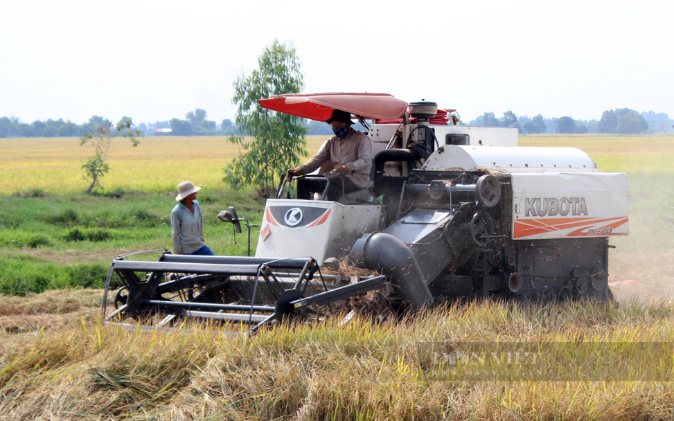 Nông dân thu hoạch lúa ở Châu Thành, Tây Ninh. Ảnh: Nguyên Vỹ