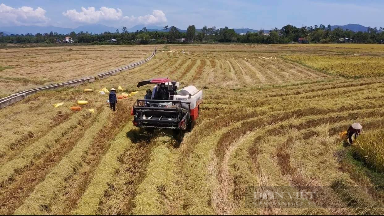 Đà Nẵng: Dân gặt lúa xuyên đêm, công an trợ giúp giữa trưa nắng đổ lửa - Ảnh 5.