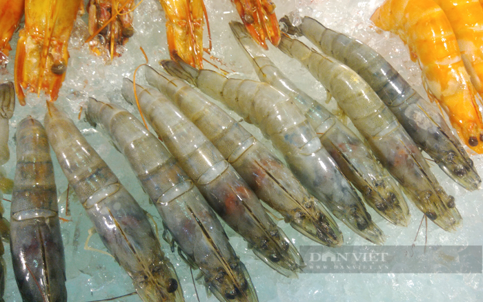 Nhiều doanh nghiệp lo lắng, giai đoạn cuối năm sẽ thiếu nguyên liệu tôm trầm trọng. Ảnh: Nguyên Vỹ