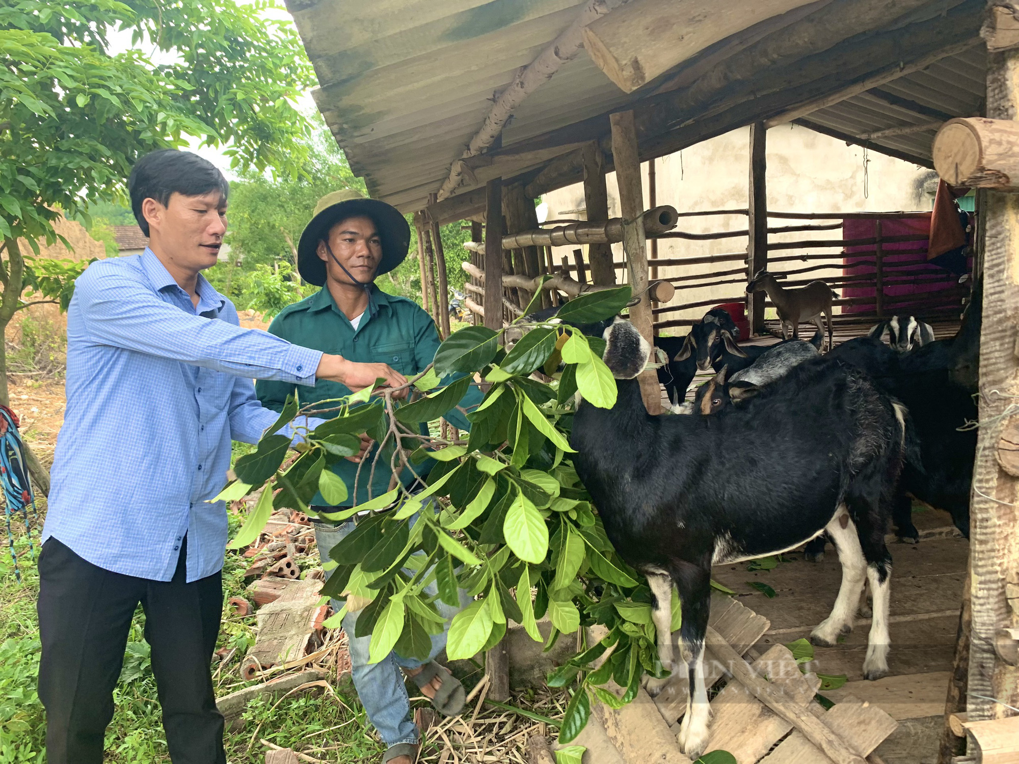 Quảng Bình: Chàng trai Vân Kiều nuôi trâu, dê, cá, lãi 200 triệu/năm, bật mí chiêu chữa bệnh cho dê - Ảnh 4.