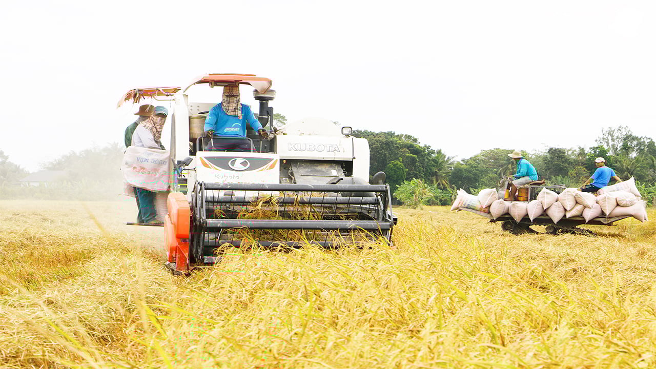 Còn 600 ngàn tấn lúa hè thu cần tiêu thụ gấp, An Giang kêu gọi doanh nghiệp mua lúa giúp nông dân - Ảnh 1.